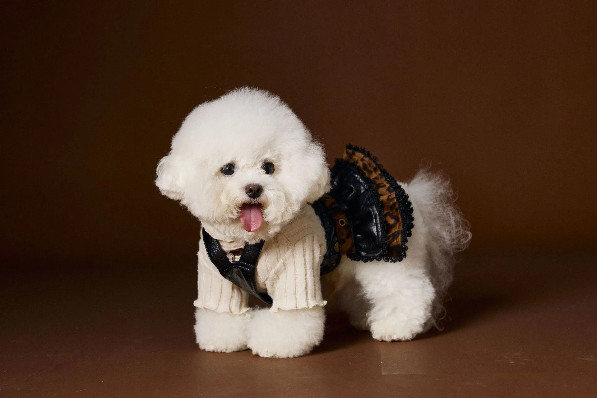 Small dog wearing a casual lace bow bottoming shirt in beige colour, side view