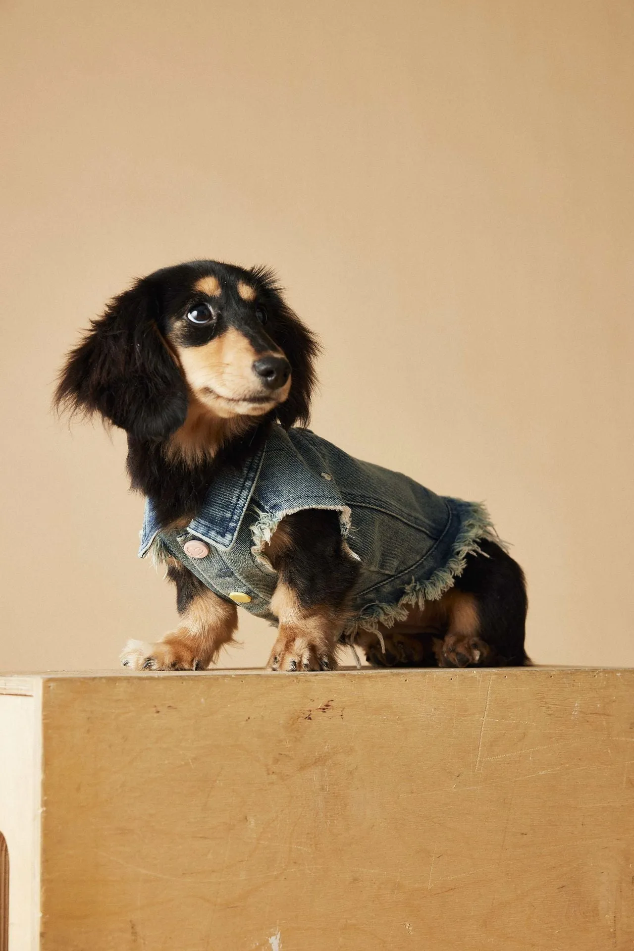 Embroidered raw edge denim vest for small dogs Maltese Schnauzer Teddy Bear sleeveless casual wear