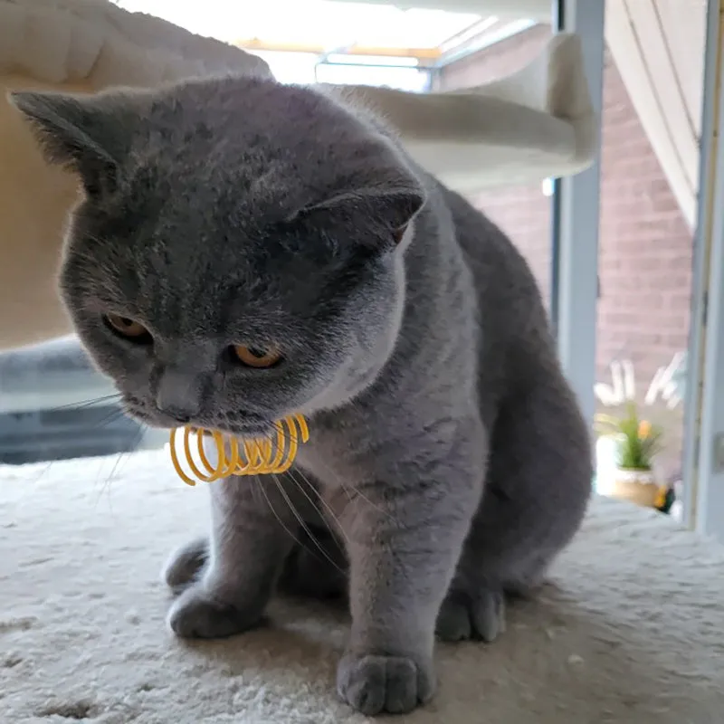 Colourful plastic coil spring cat toys shown in a mixed group, each measuring 5.5 cm long.
