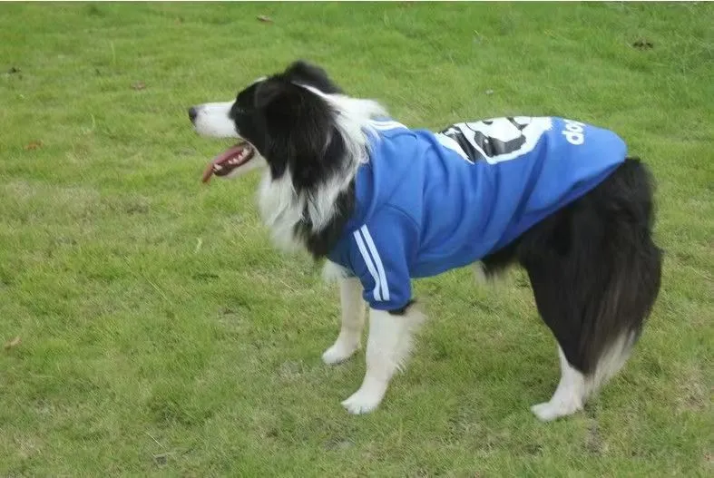 Dog wearing a polyester two-legged sweatshirt in blue, with back length and chest size measurements visible.