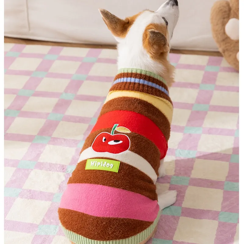 Corgi dog wearing a rainbow apple striped knitted pullover sweater in brown, standing on grass