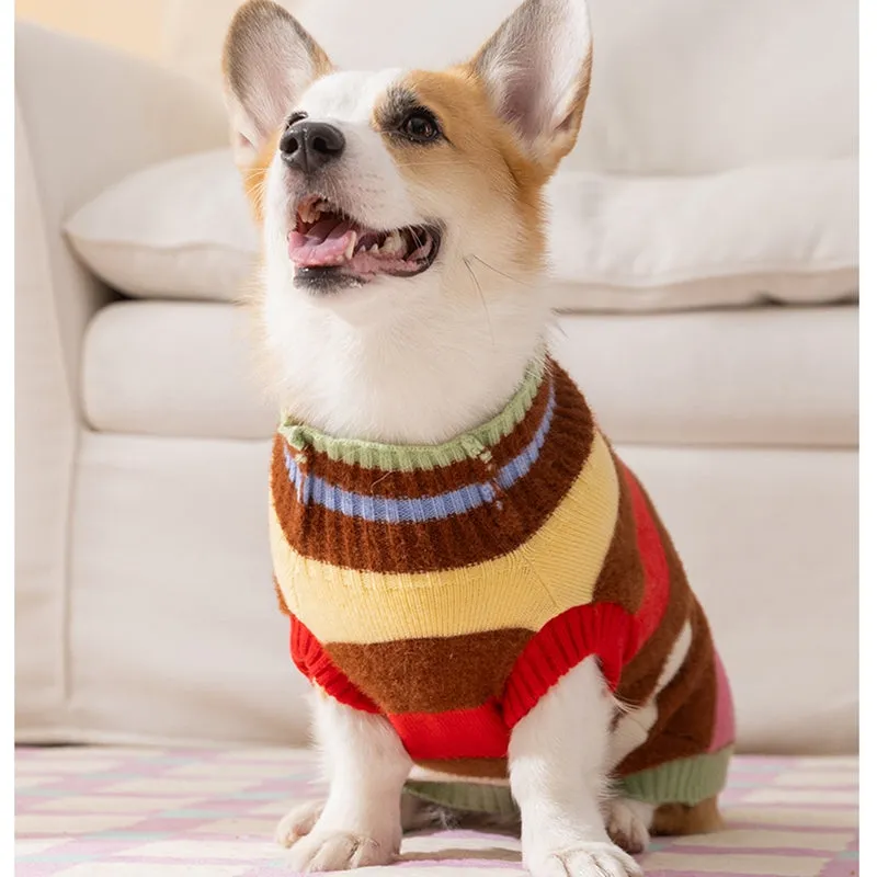 Corgi dog wearing a rainbow apple striped knitted pullover sweater in brown, standing on grass