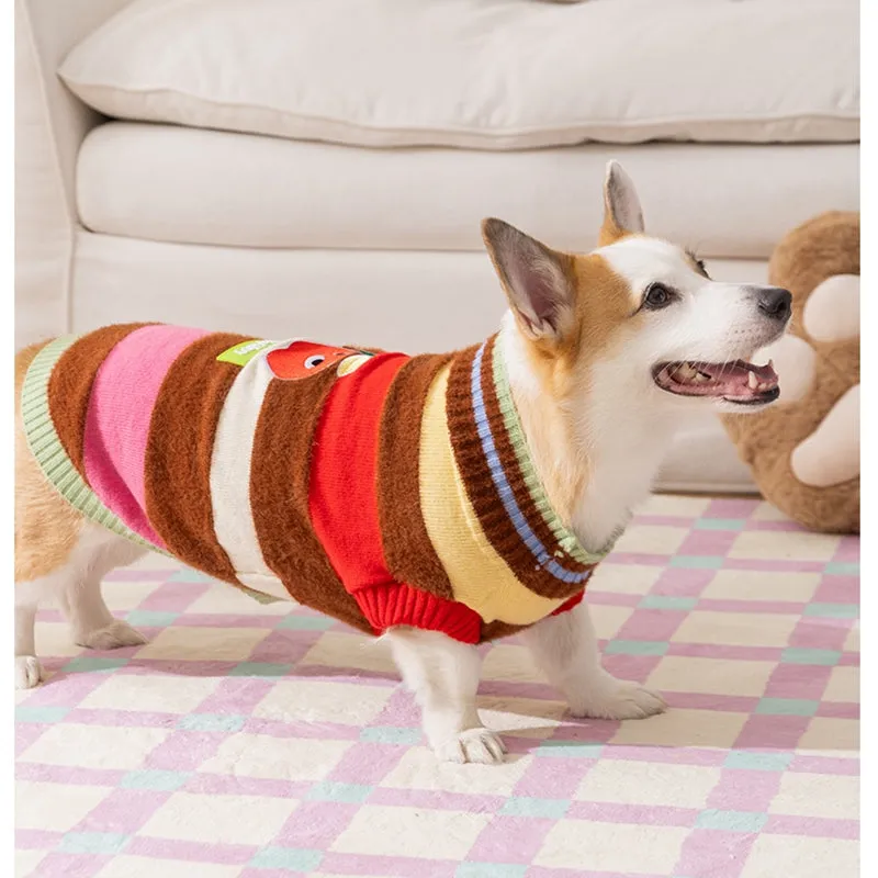Corgi dog wearing a rainbow apple striped knitted pullover sweater in brown, standing on grass
