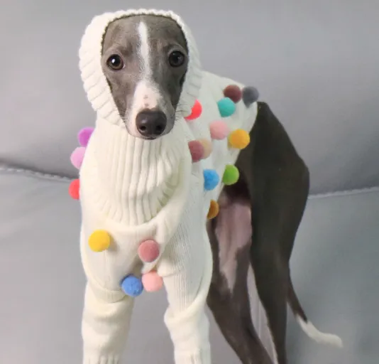White pom pom Christmas sweater for Italian Greyhound or Whippet unisex acrylic pet clothing