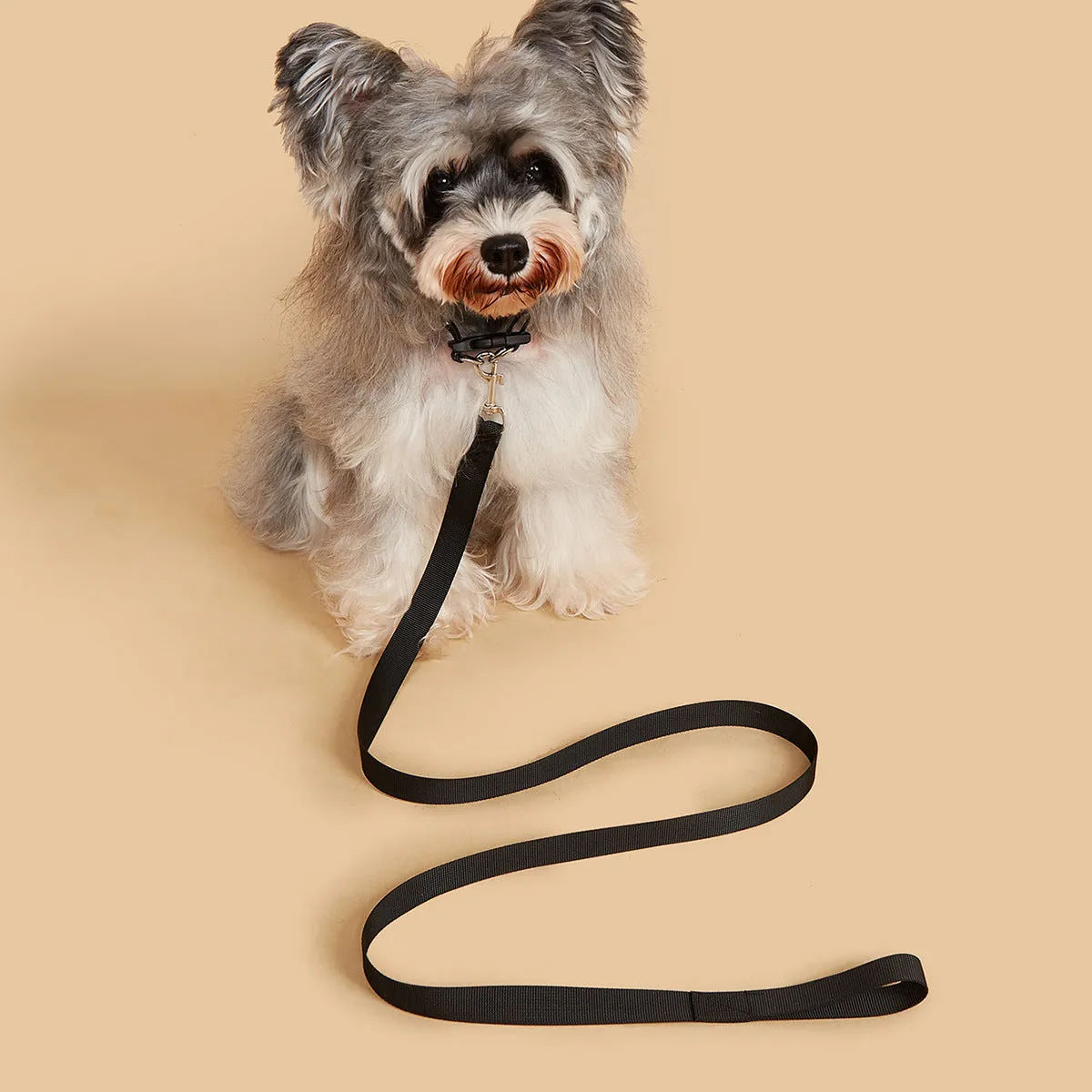 Nylon hand holding rope dog chain and collar set in multiple colours with 1.2 metre rope length