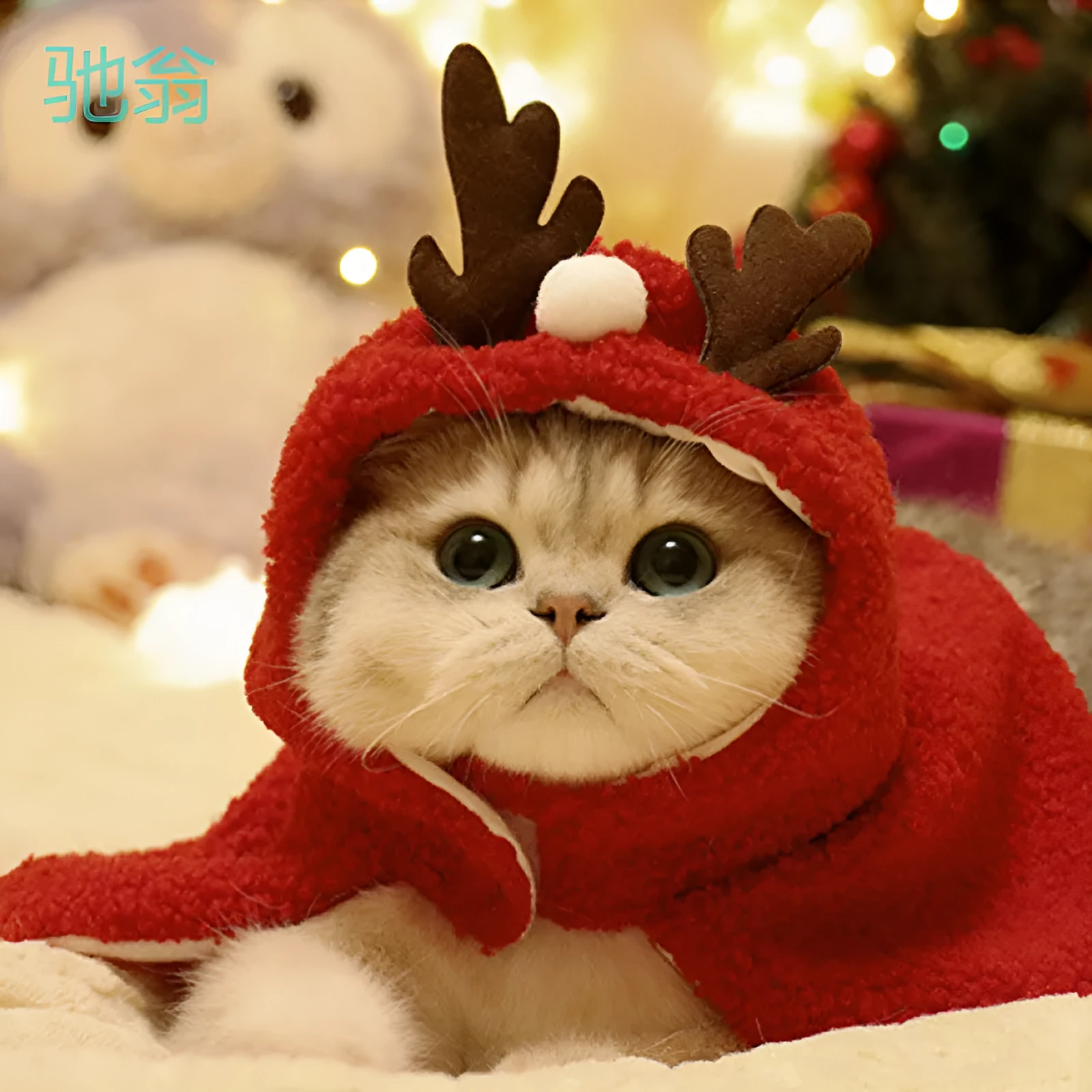 Red antlers design polar fleece cloak on a small dog for winter wear.