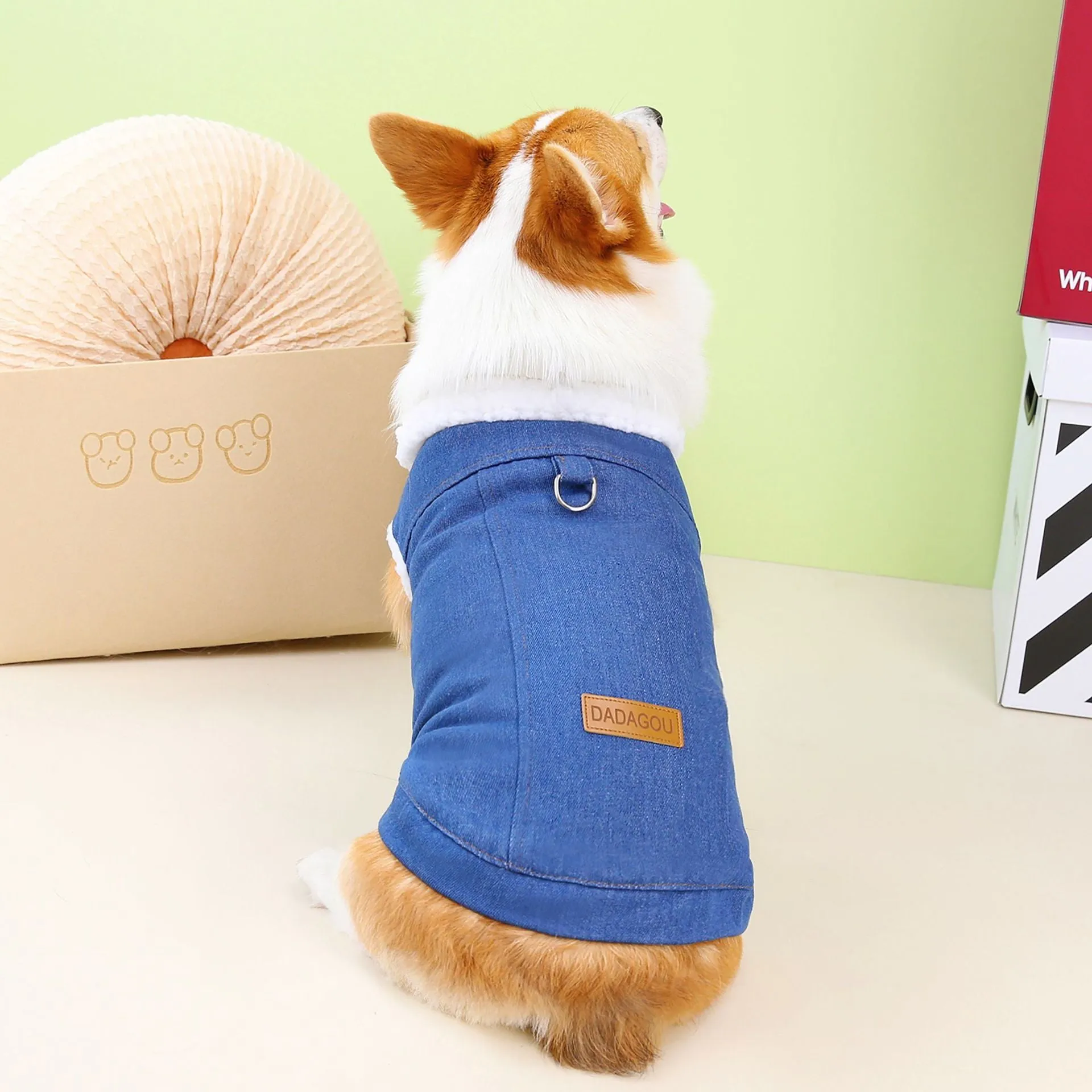Corgi dog wearing dark blue denim cotton coat with button closure