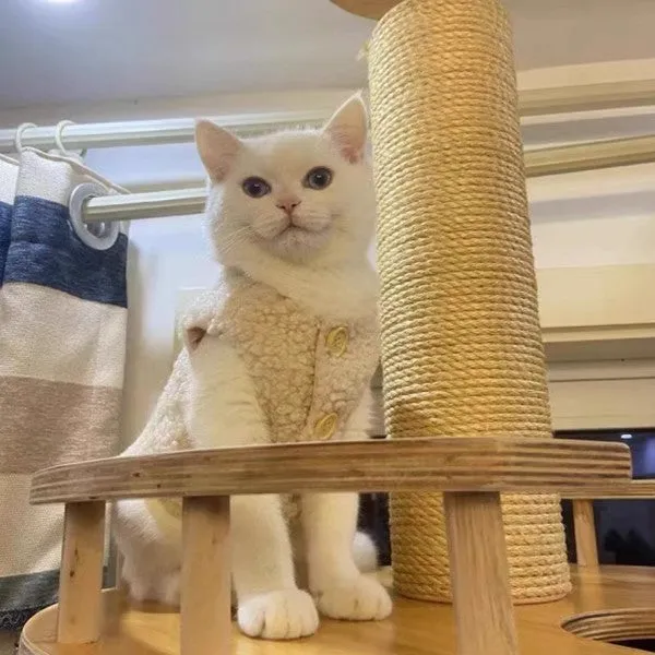 Cat wearing brown polar fleece winter vest showing ins style cut and fleece texture