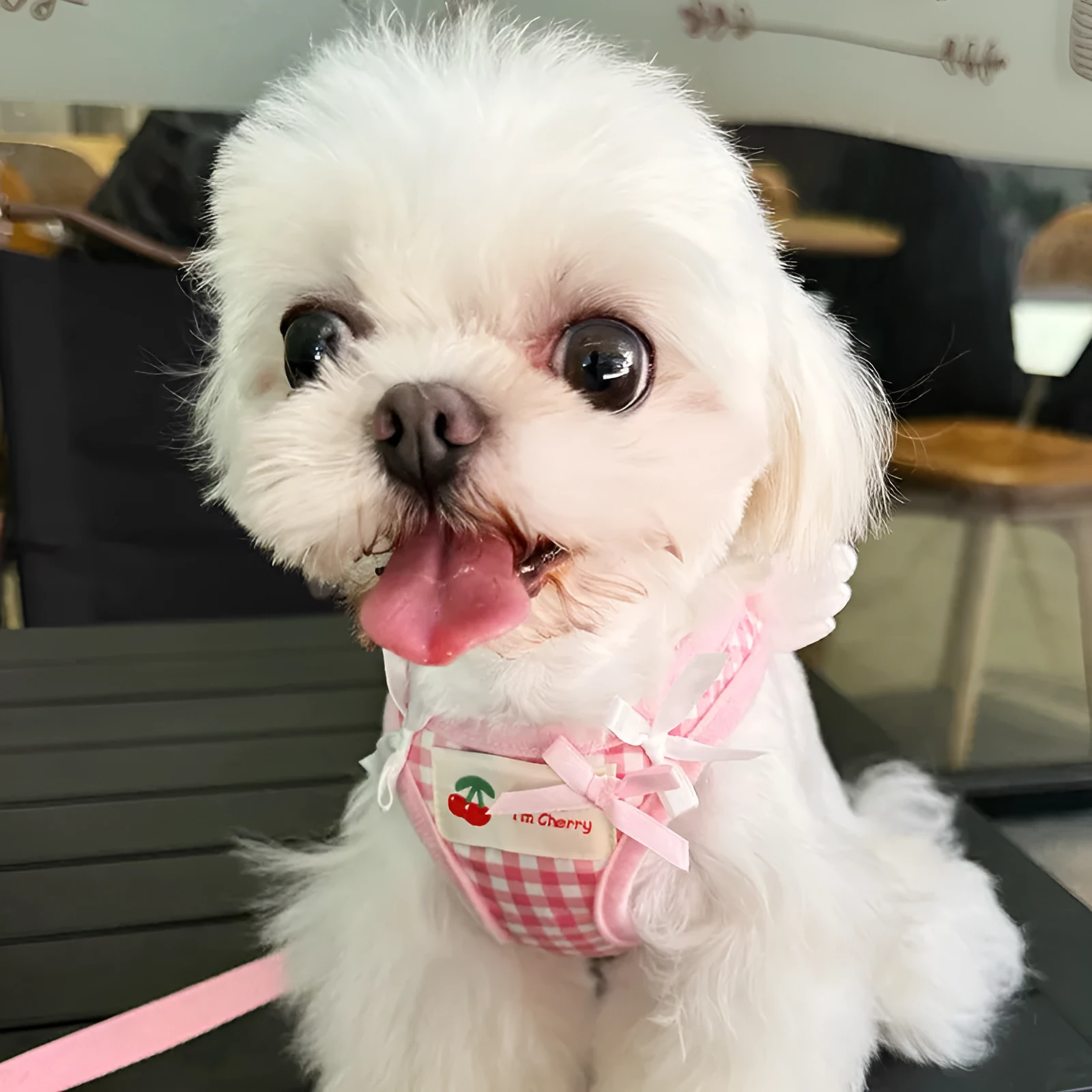 Pink and black cotton chest and back hand holding rope for a small dog on a walk.