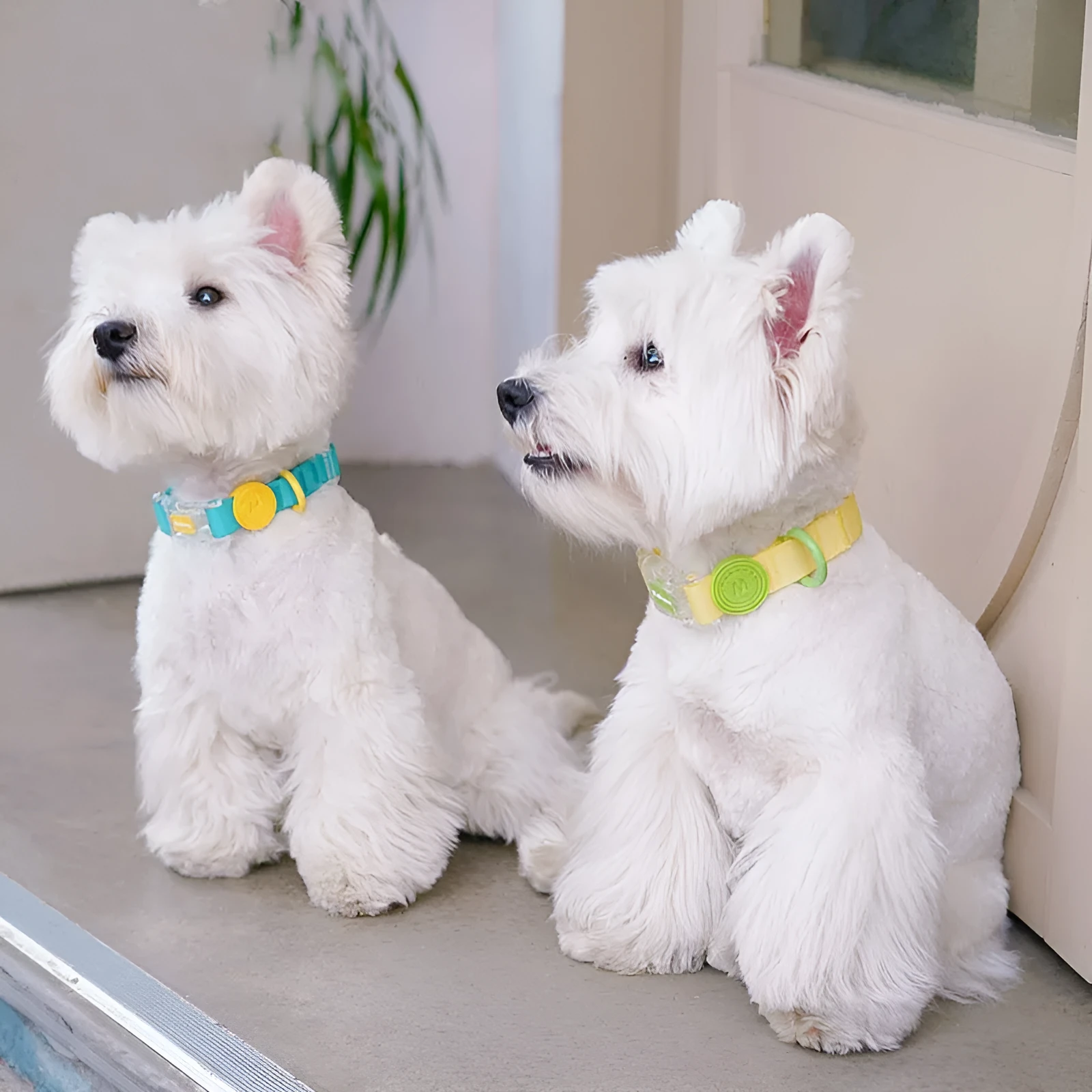 Smoky grey nylon dog collar and leash set shown with 1.5m and 2.1m rope length options.