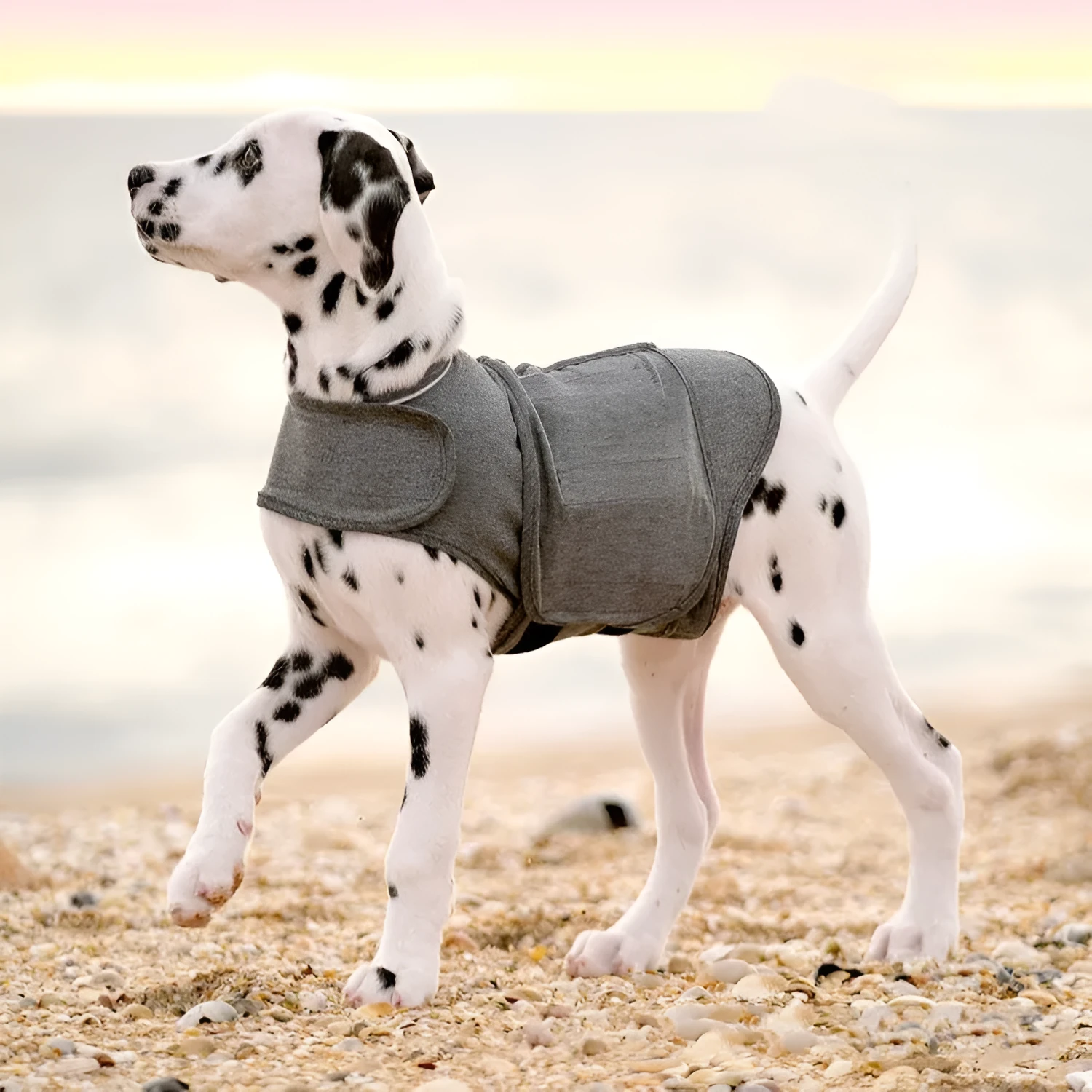 Heather grey dog anxiety jacket made from soft brocade cotton fabric on a medium-sized dog.