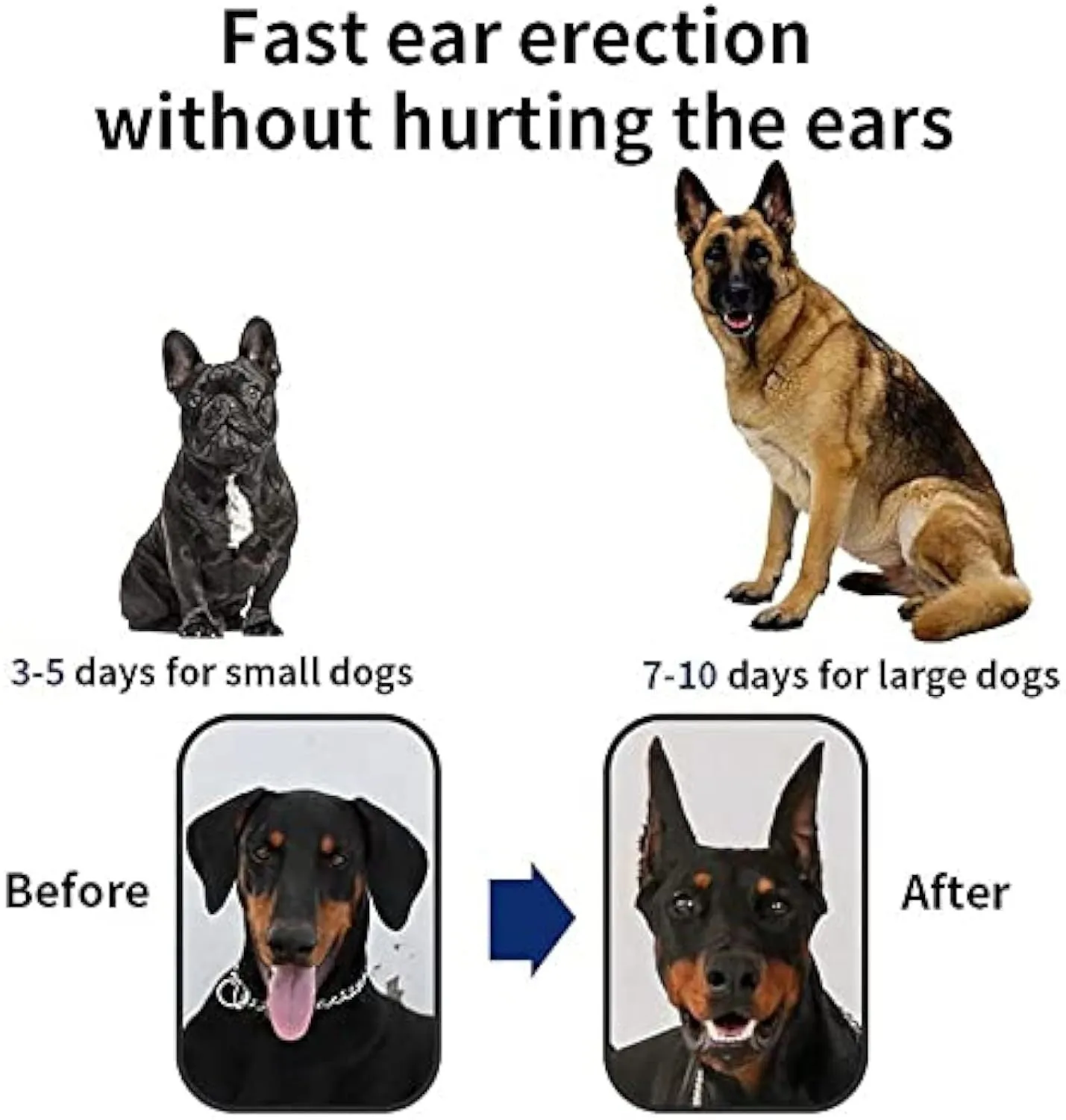 Pack of white dog ear support stickers in various sizes for Doberman, Sheltie and Corgi puppies