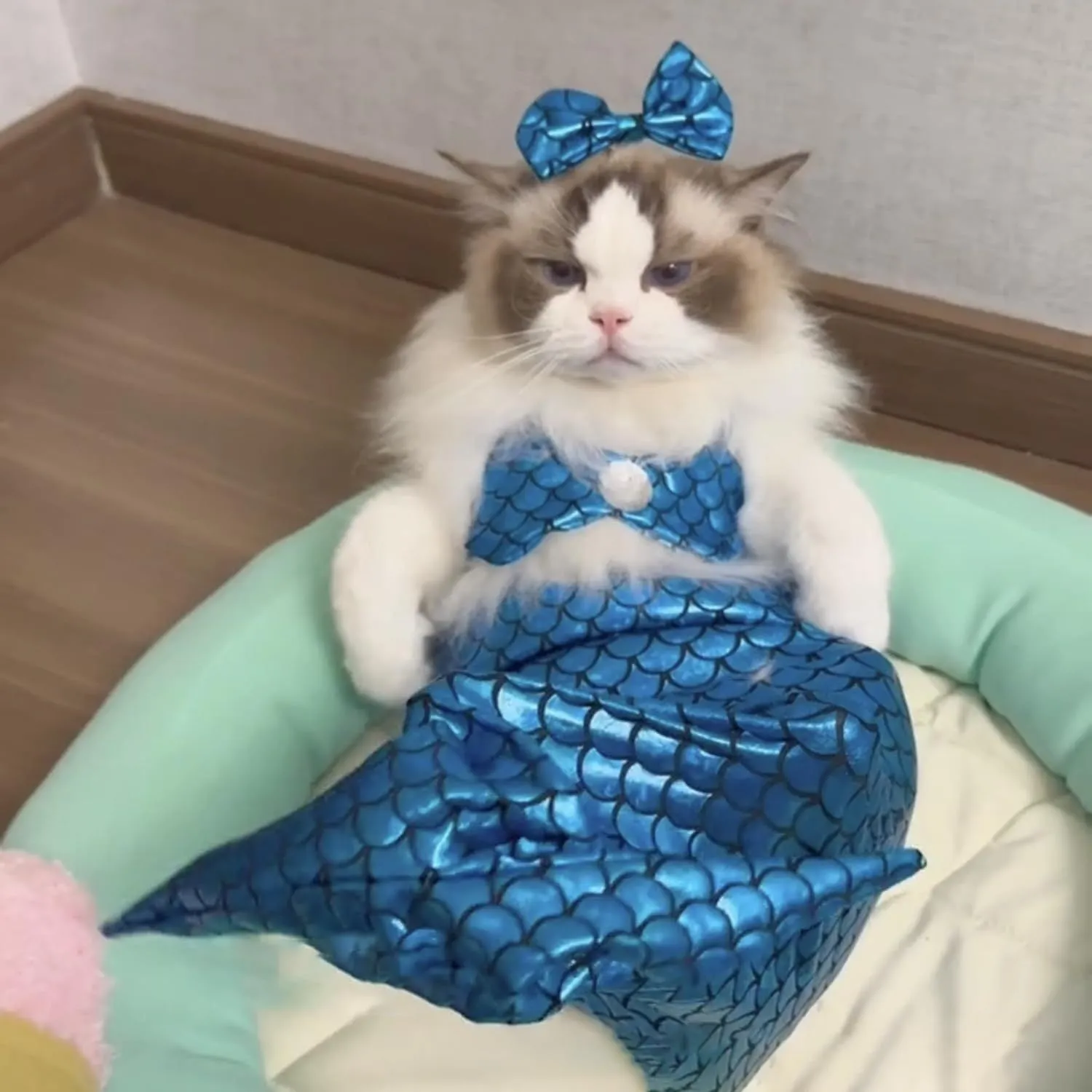 Blue mermaid costume on a small cat showing the long fishtail, scale pattern, and adjustable chest strap.