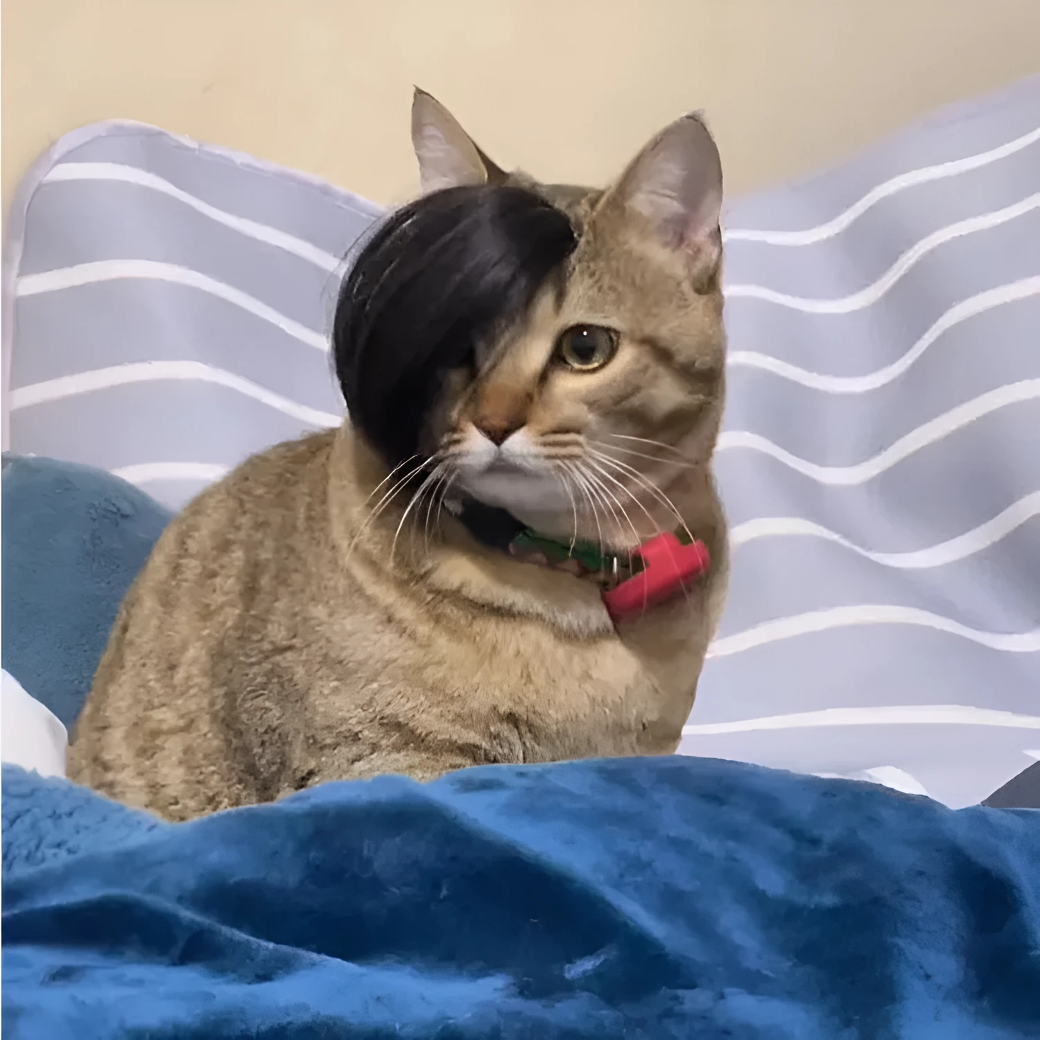 Black fox-style pet wig with imitation braid for cats on a white background.