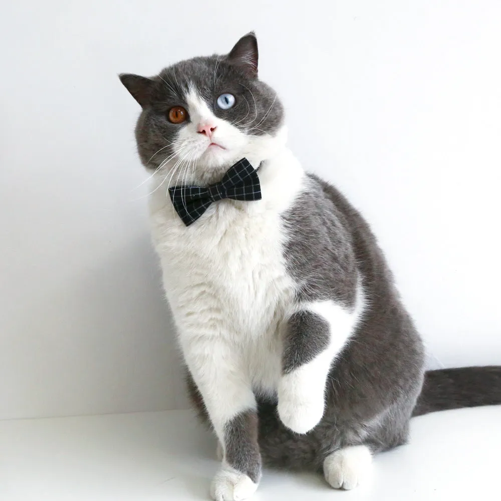 Veterinary doctor's degree hair band and bow tie set for small pets in British style