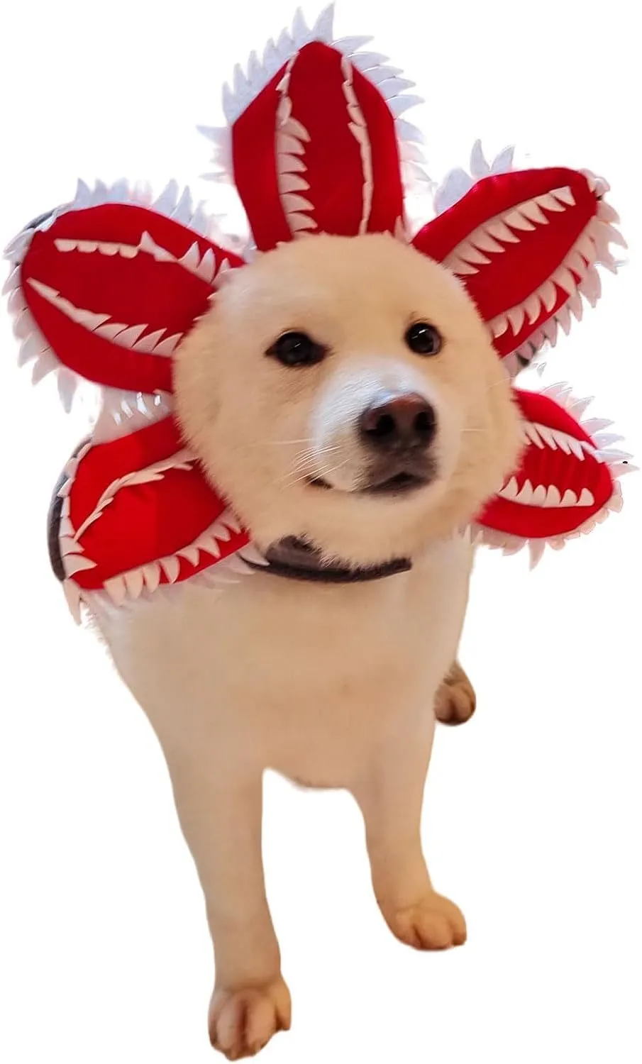 Dog wearing Halloween chomper costume with demon hat, scary headband with flowers, and coordinating outfit