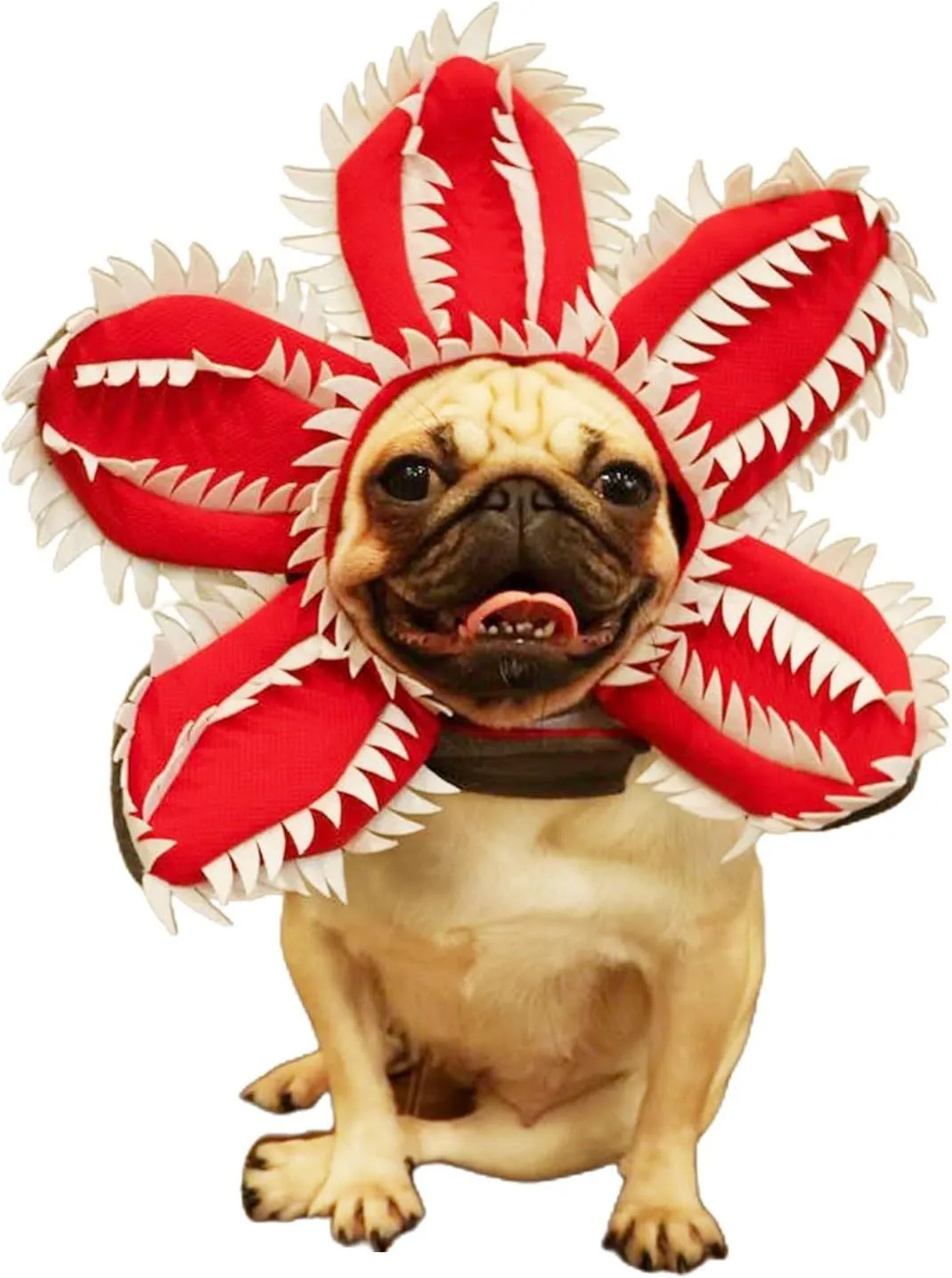Dog wearing Halloween chomper costume with demon hat, scary headband with flowers, and coordinating outfit