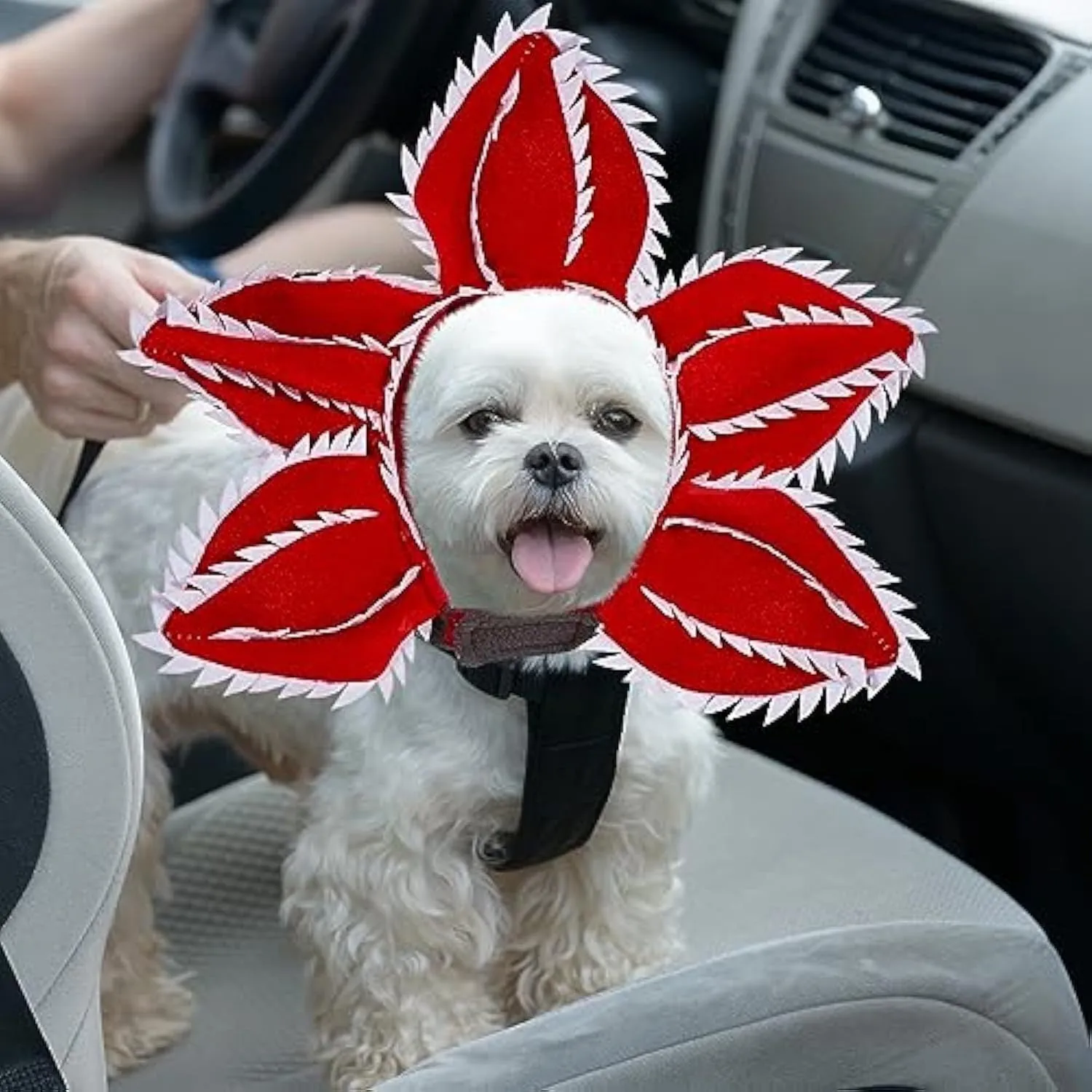 Dog wearing Halloween chomper costume with demon hat, scary headband with flowers, and coordinating outfit