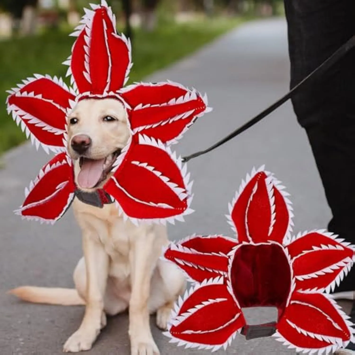 Dog wearing Halloween chomper costume with demon hat, scary headband with flowers, and coordinating outfit