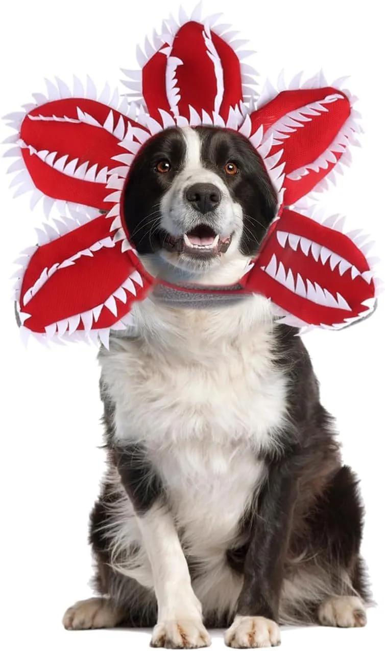 Dog wearing Halloween chomper costume with demon hat, scary headband with flowers, and coordinating outfit
