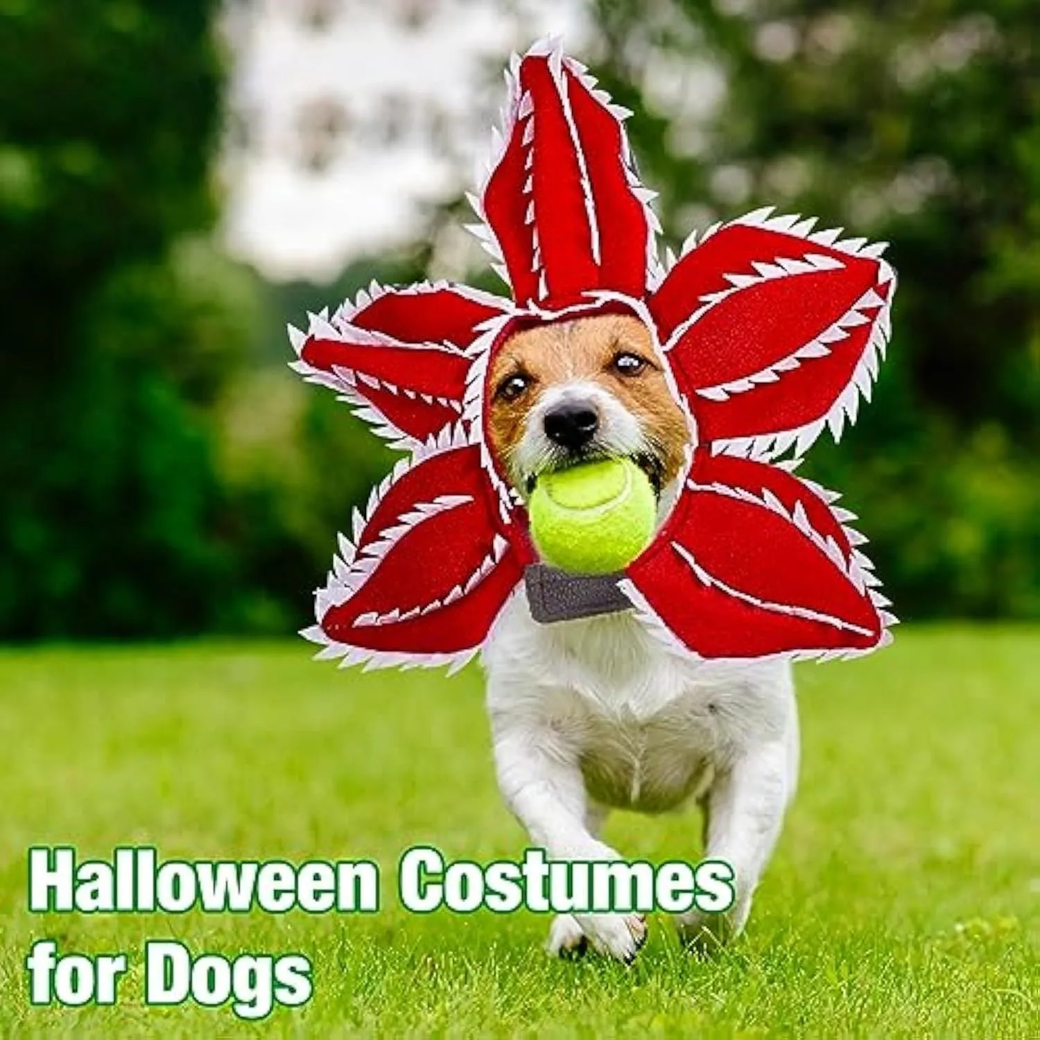 Dog wearing Halloween chomper costume with demon hat, scary headband with flowers, and coordinating outfit