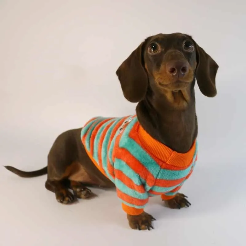 Orange red and white striped round neck casual sweatshirt for a dog or cat on a mannequin.