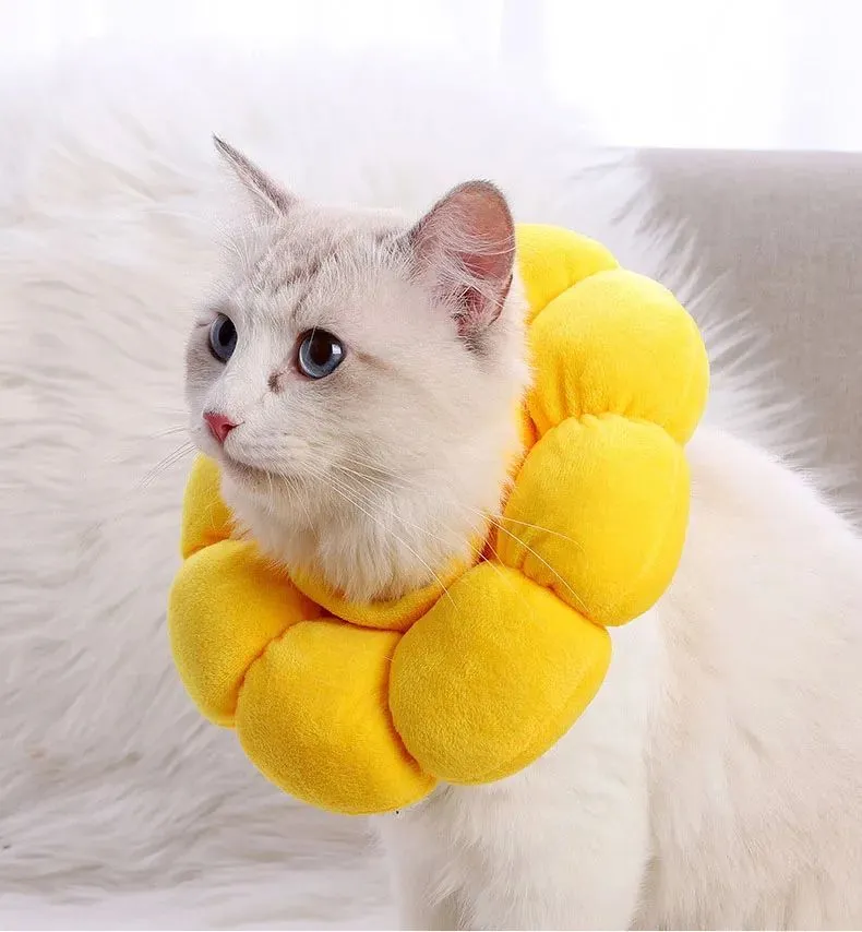 Soft cotton pet recovery Elizabethan collar with adjustable band on a cat.