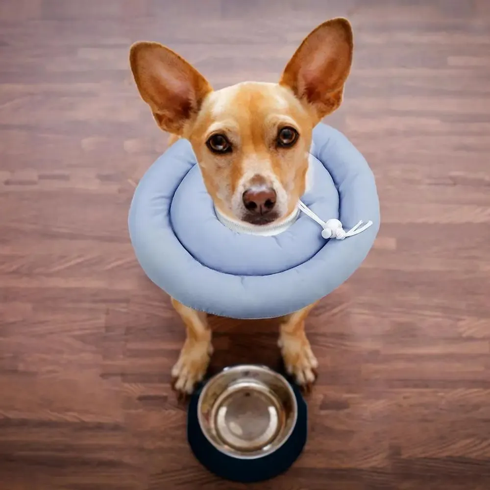 Blue adjustable Elizabethan recovery collar for a dog, showing the spring buckle and padded interior.