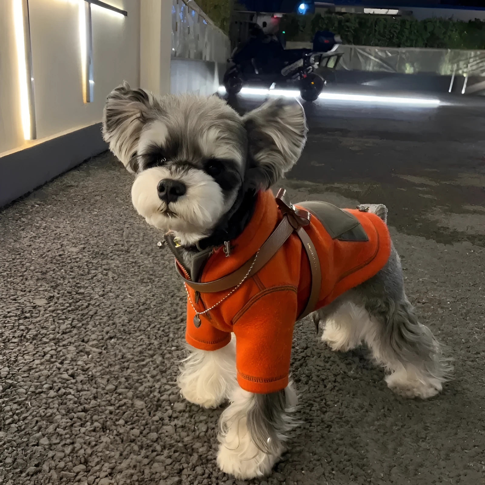 Red polyester hooded sweater for small dogs with two feet openings on a neutral background