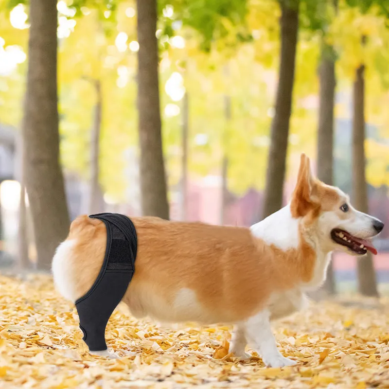 Pet knee pad for dog joint injury recovery with adjustable belt on a light background, S to XL sizes available