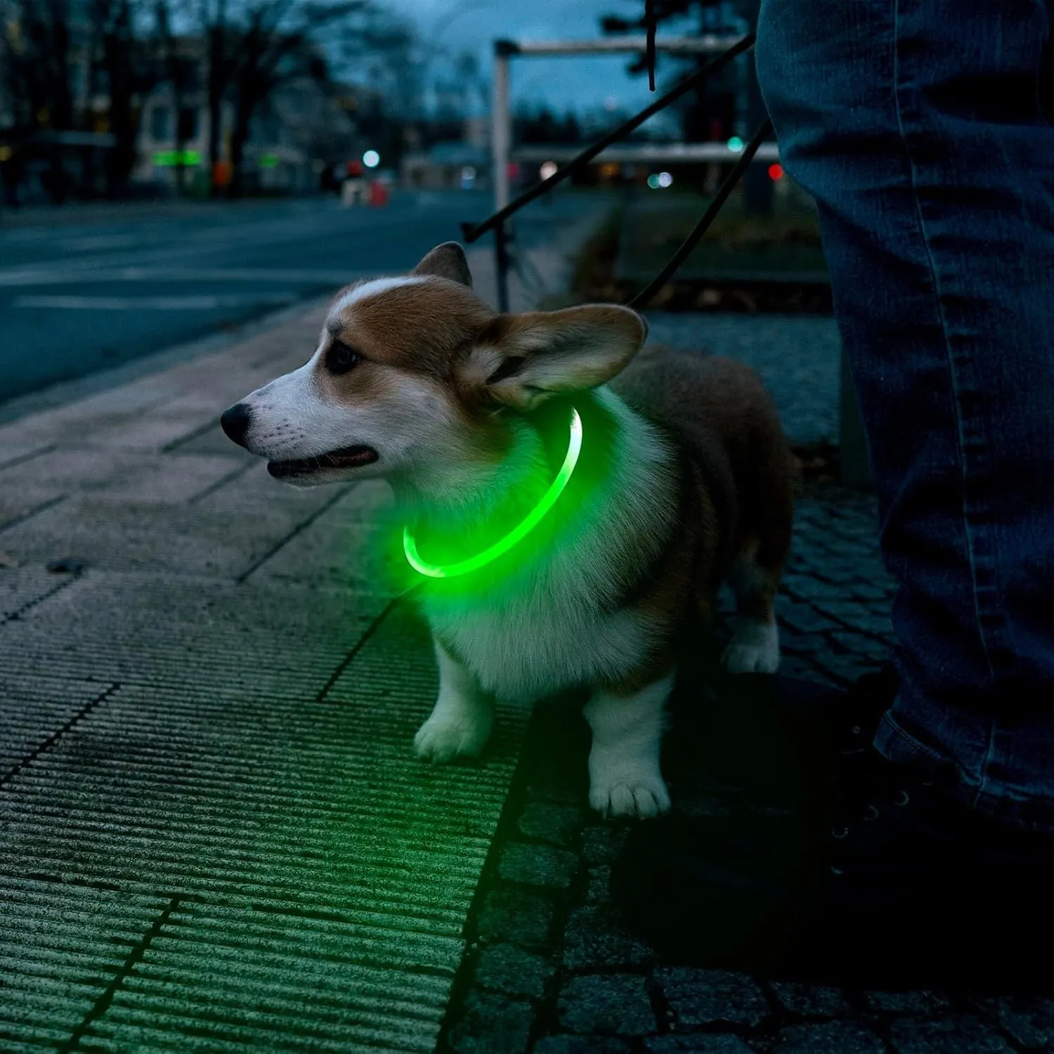 Blue USB-rechargeable LED dog collar glowing on a dog's neck at night.