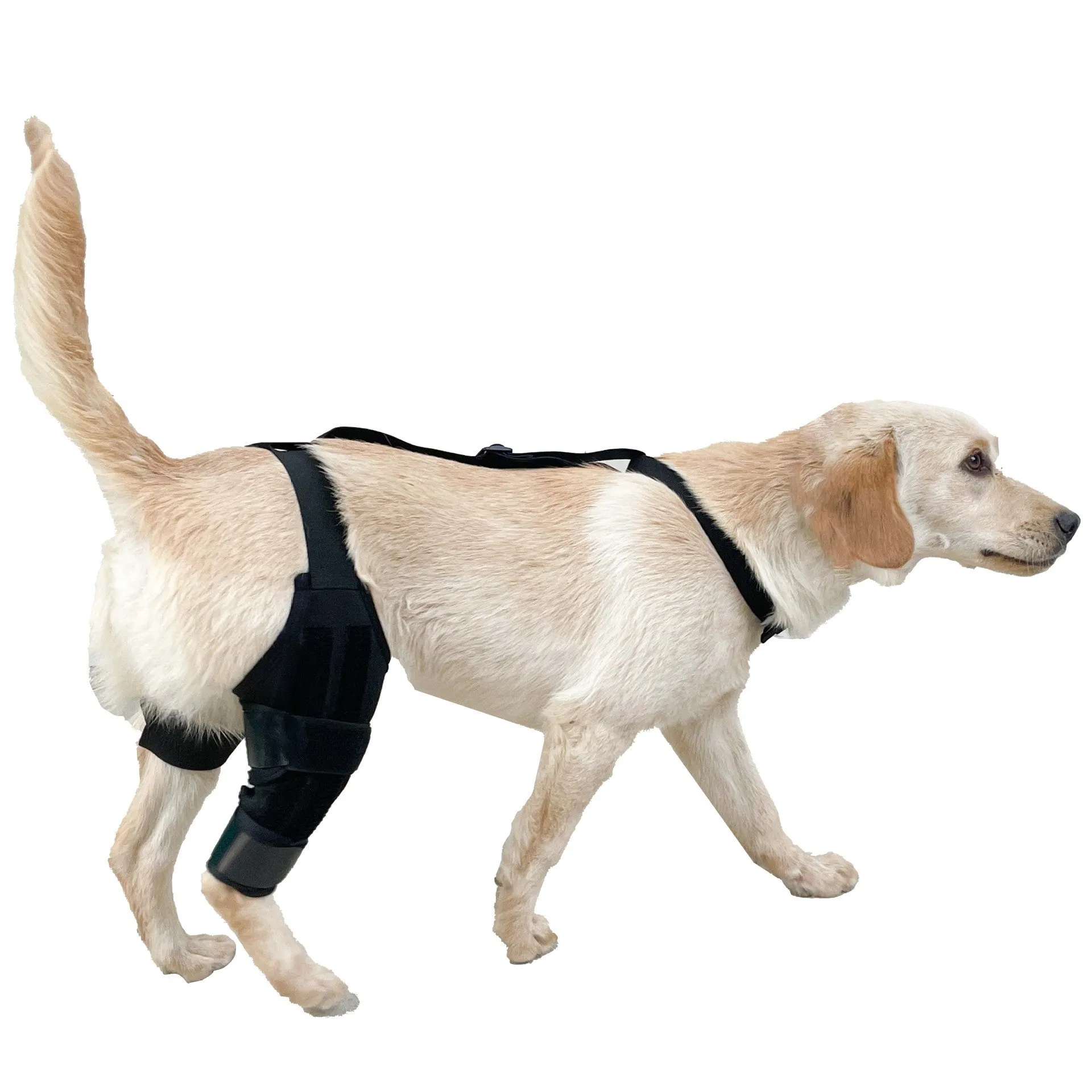 Dog leg protector knee brace with adjustable auxiliary belt on a medium-sized dog's hind leg for joint support