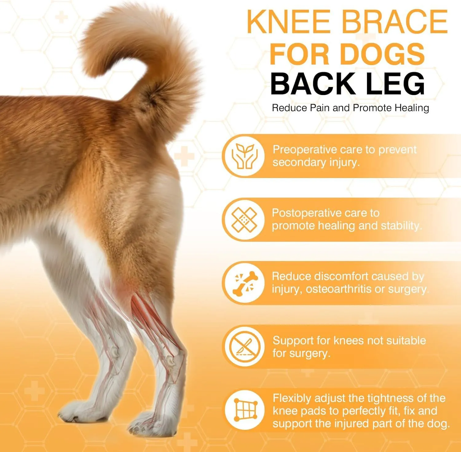 Dog leg protector knee brace with adjustable auxiliary belt on a medium-sized dog's hind leg for joint support