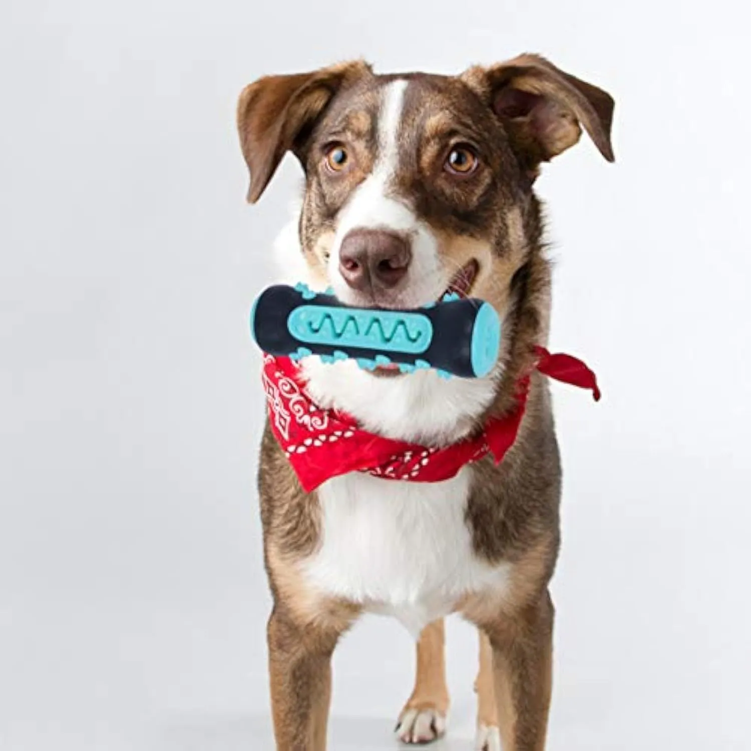 Natural rubber dog dental chew toy in four colours, showing textured surface for teeth cleaning.