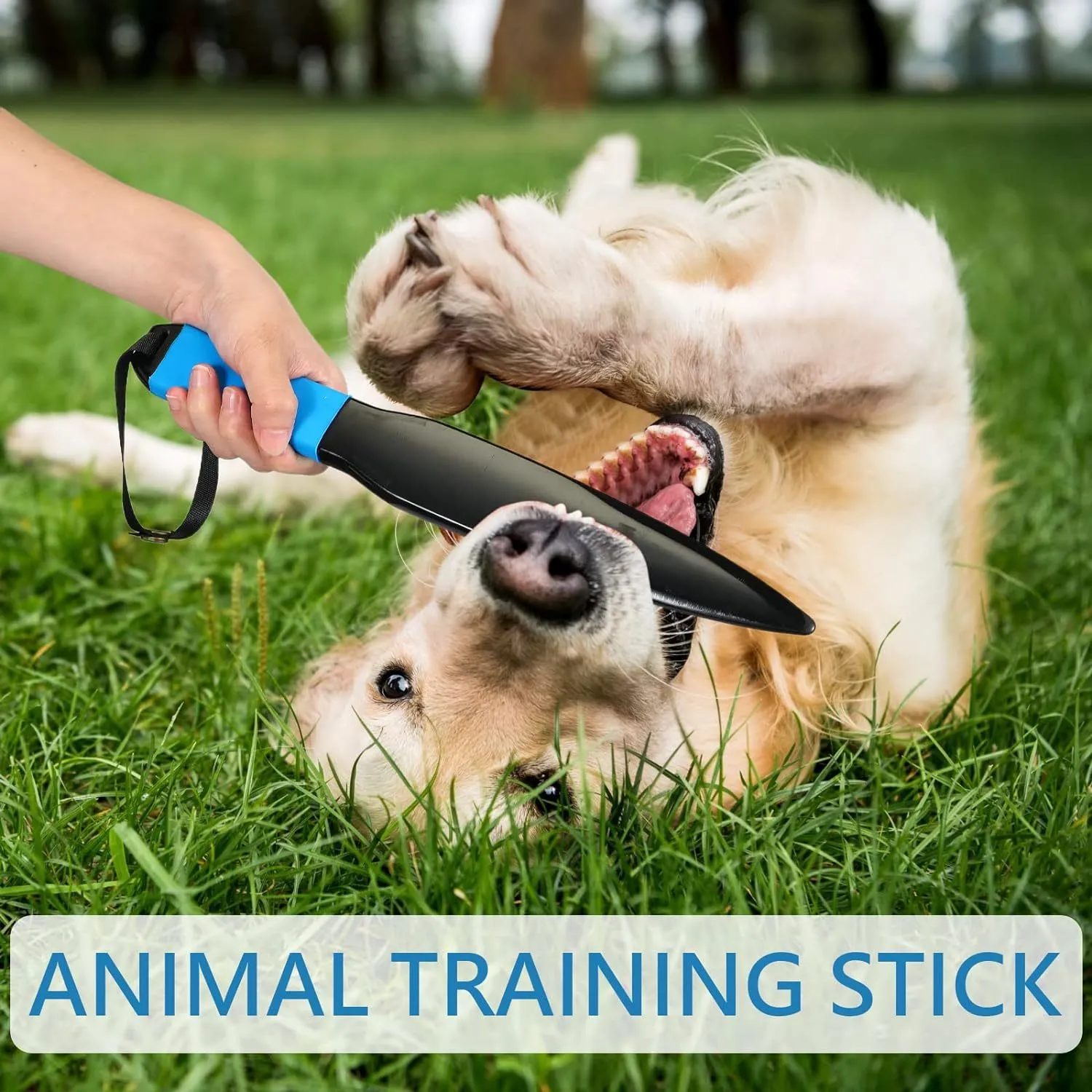 Blue-handled dog break stick measuring 35cm for small to medium dog training