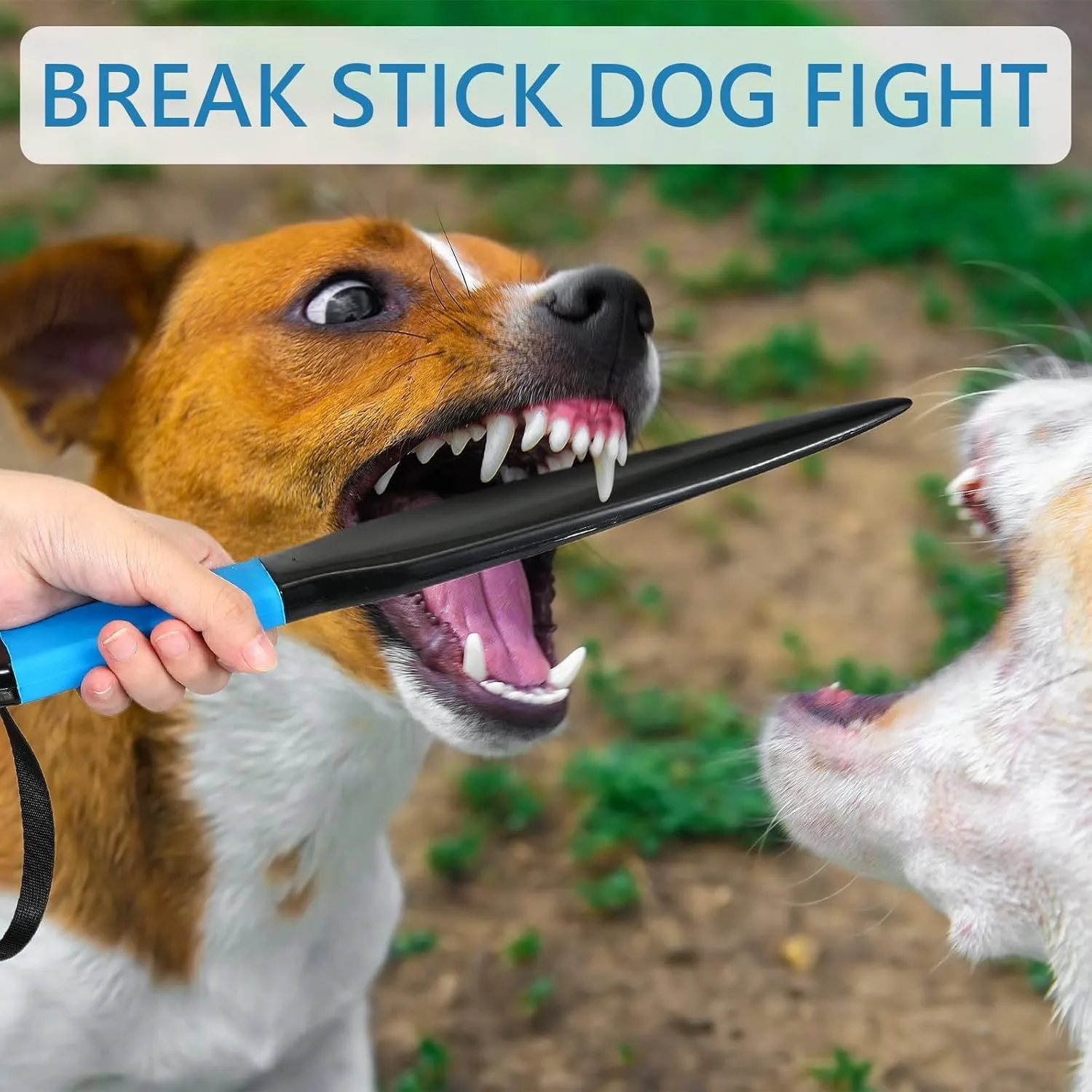 Blue-handled dog break stick measuring 35cm for small to medium dog training