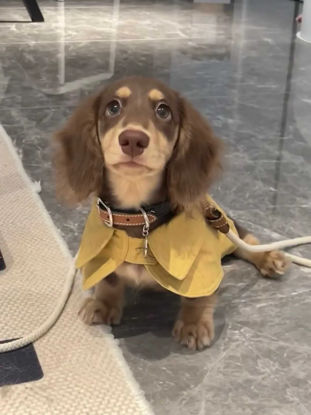 Small dog wearing a cheese yellow British style shawl windbreaker coat on a walk