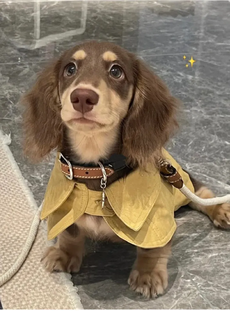 Small dog wearing a cheese yellow British style shawl windbreaker coat on a walk