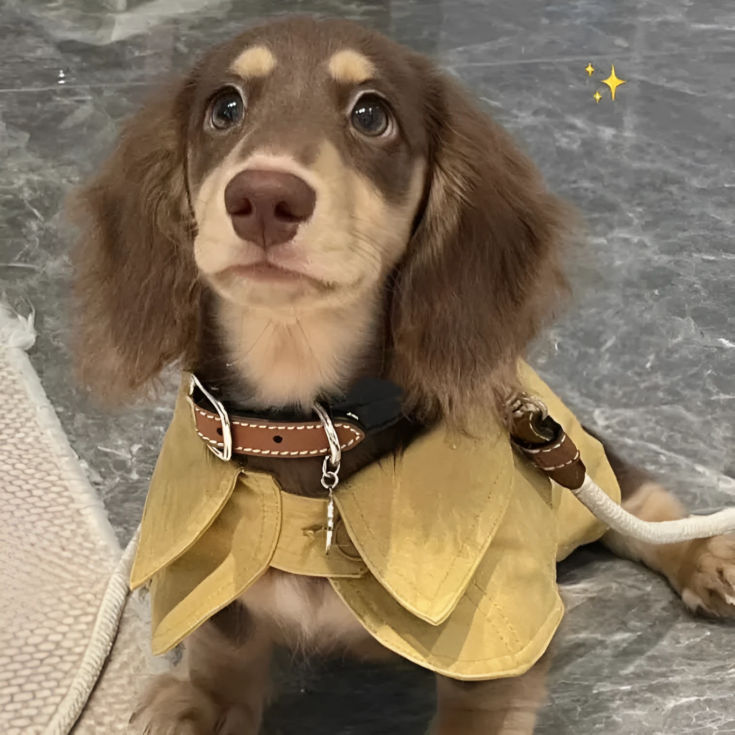 Small dog wearing a cheese yellow British style shawl windbreaker coat on a walk