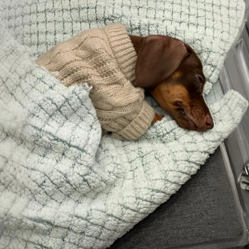 Greige knitted sausage dog sweater for small dogs, winter warm pet clothes, multiple sizes available
