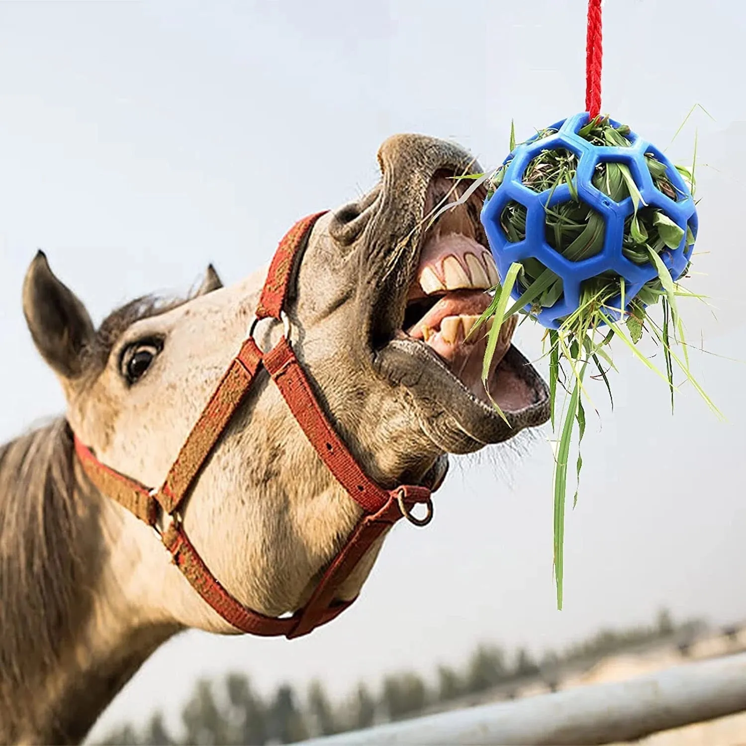 Stable hanging hay feeder toy ball with rope for small animals in red blue and green colours