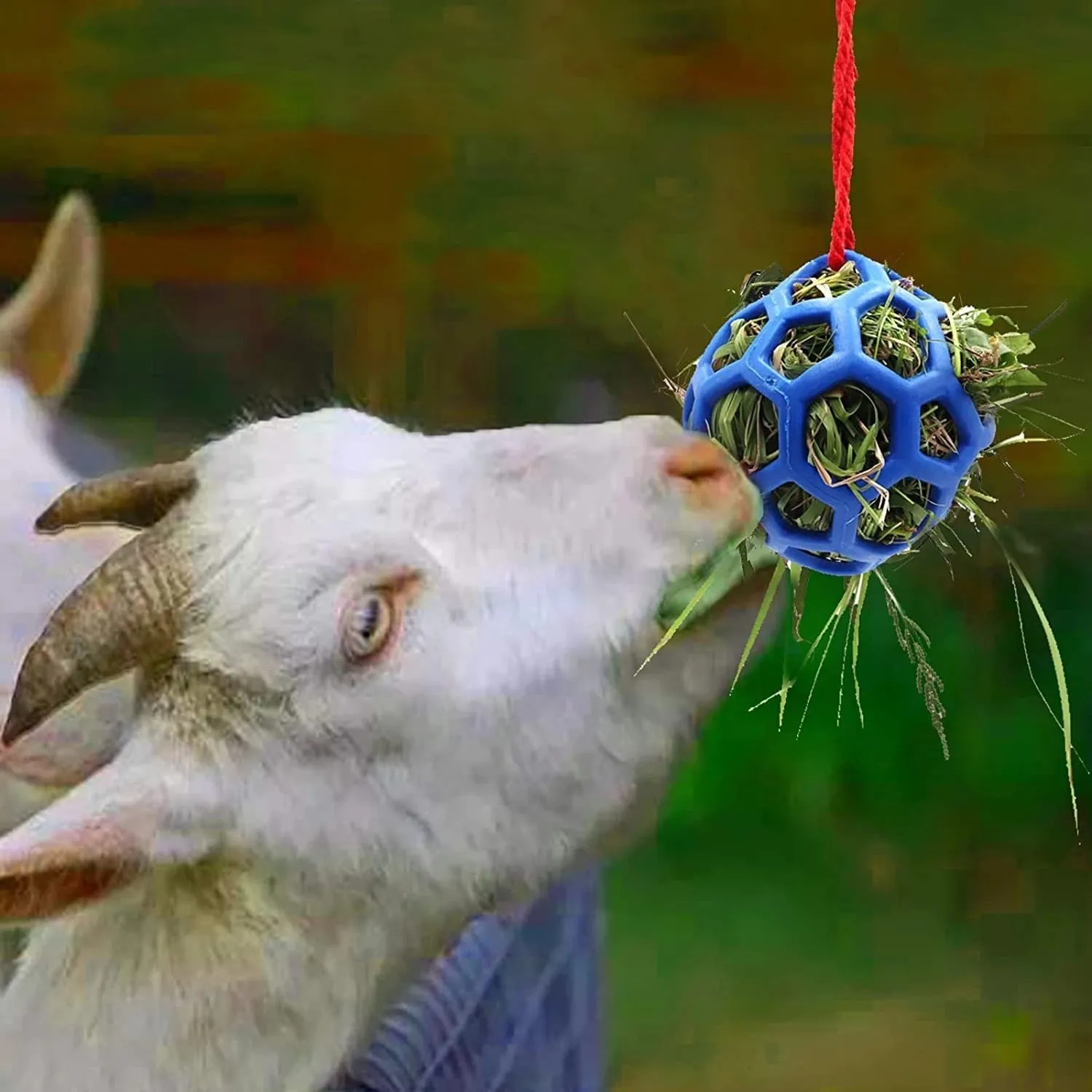 Stable hanging hay feeder toy ball with rope for small animals in red blue and green colours