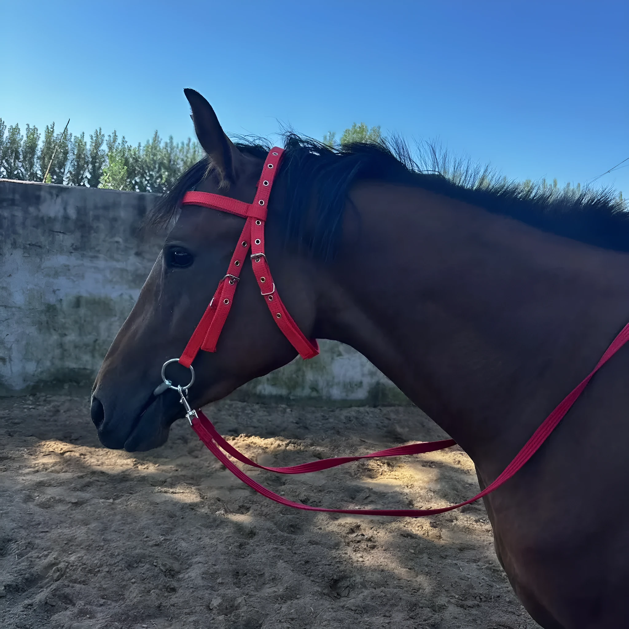 Black large fibre horse halter rope 1.3m for equestrian riding and leading