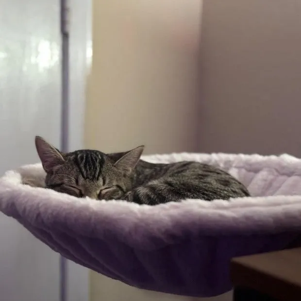 White plastic adjustable cat hammock bed with 42.5cm diameter for cage use