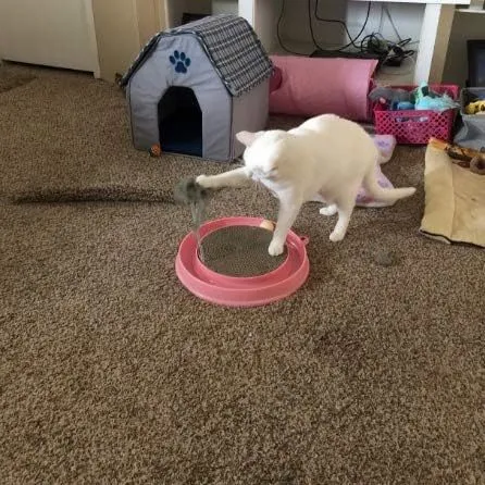 Blue interactive cat scratcher with ball track and replaceable scratch pad measuring 40cm square