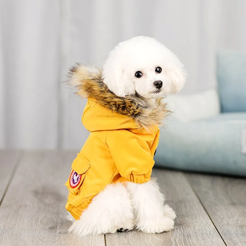 Pet dog wearing blue wool hat and cotton clothing set on light background