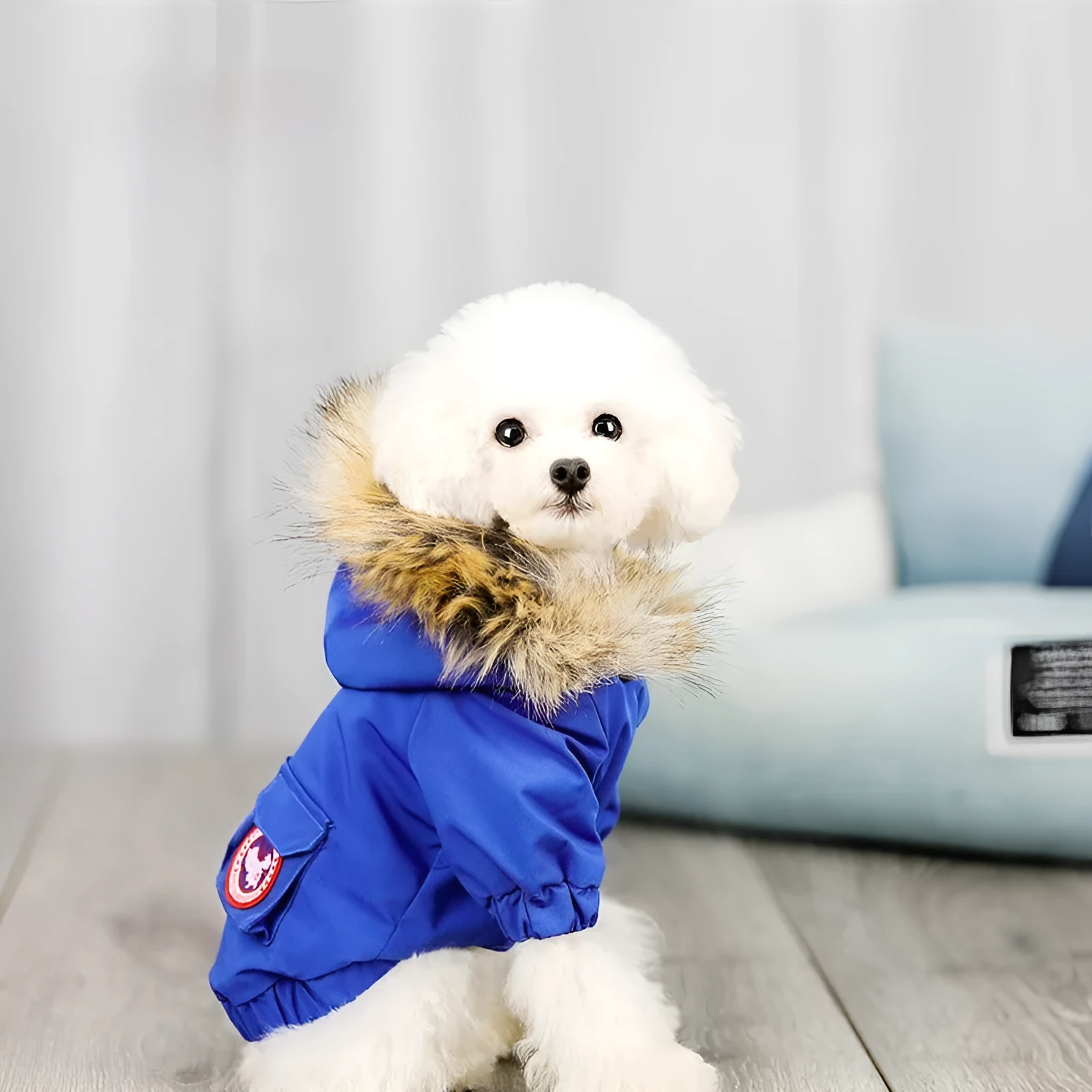 Pet dog wearing blue wool hat and cotton clothing set on light background