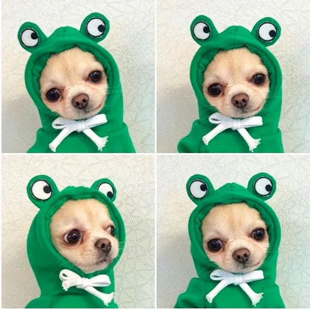 Fruit dog clothes two-legged hooded green fleece outfit for small dogs autumn winter pet sweater