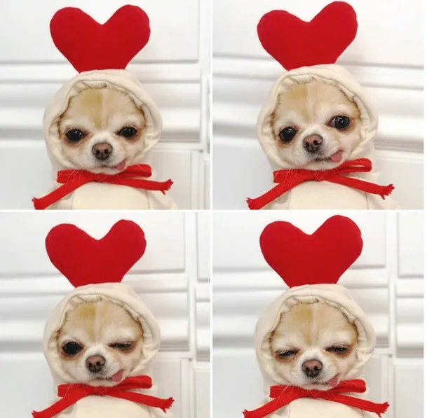 Fruit dog clothes two-legged hooded green fleece outfit for small dogs autumn winter pet sweater