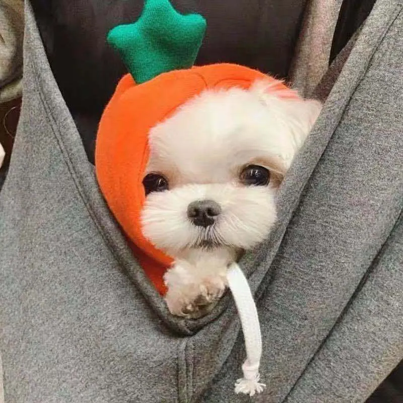 Fruit dog clothes two-legged hooded green fleece outfit for small dogs autumn winter pet sweater